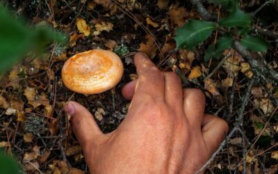 Odpromiennik jak zrobić samodzielnie w domu?