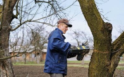 Czy można wyciąć drzewo na swojej działce bez pozwolenia?